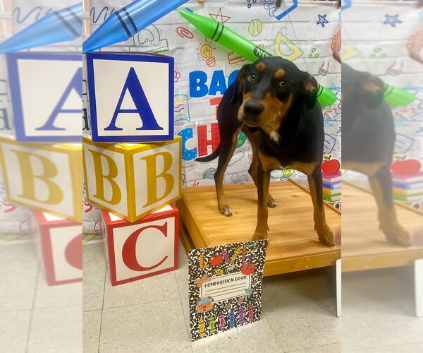 Medium Photo #1 Doberman Pinscher-Unknown Mix Puppy For Sale in Bryant, AR, USA