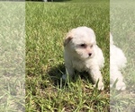 Small Photo #5 Maltipoo Puppy For Sale in OCALA, FL, USA