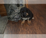 Small Photo #8 German Shepherd Dog Puppy For Sale in GREENWOOD, WI, USA