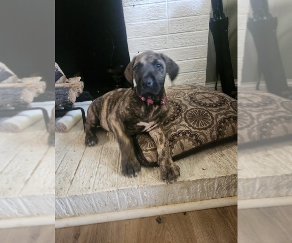 Medium Photo #5 Irish Dane Puppy For Sale in MORRISTOWN, TN, USA
