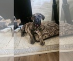 Small #4 Irish Dane