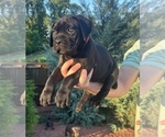 Puppy Athena Cane Corso