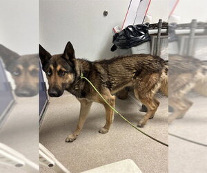 Gerberian Shepsky Dogs for adoption in Bakersfield, CA, USA