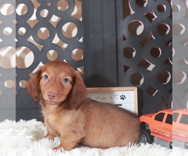 Medium Photo #4 Dachshund Puppy For Sale in MOUNT VERNON, OH, USA