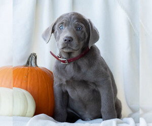 Labrador Retriever Puppy for sale in GREENCASTLE, PA, USA