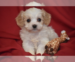 Cavachon Puppy for sale in ELDORADO, OH, USA