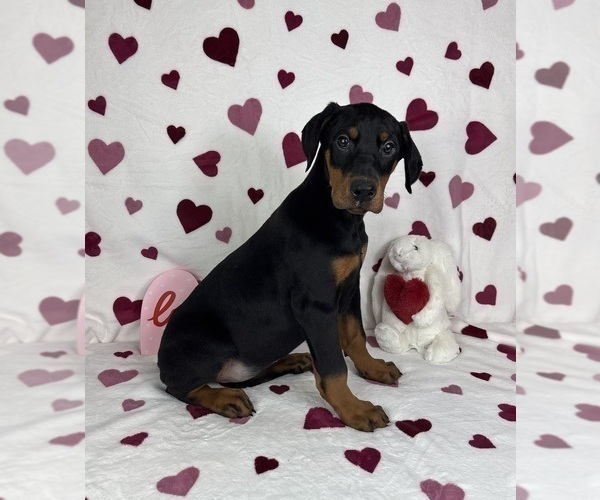 Medium Photo #3 Doberman Pinscher Puppy For Sale in GREENFIELD, IN, USA