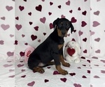 Small #2 Doberman Pinscher