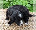 Small #8 F2 Aussiedoodle