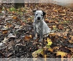 Puppy Misty Australian Cattle Dog