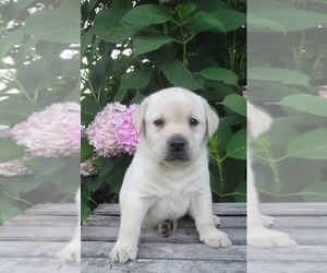 Labrador Retriever Puppy for sale in GENEVA, NY, USA