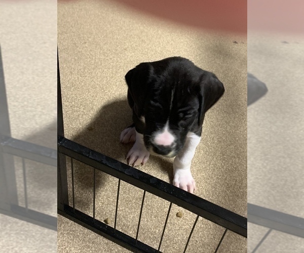Medium Photo #62 Great Dane Puppy For Sale in MARICOPA, AZ, USA
