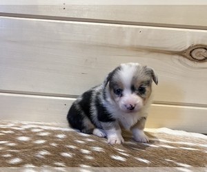 Welsh Cardigan Corgi Puppy for Sale in BRECKENRIDGE, Texas USA