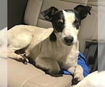 Small #4 Rat Terrier Mix