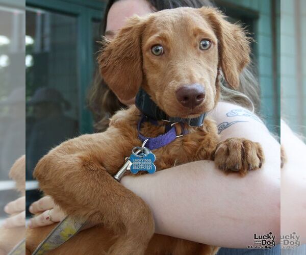 Medium Photo #4 Dachshund-Unknown Mix Puppy For Sale in Washington, DC, USA