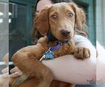 Small #3 Dachshund Mix