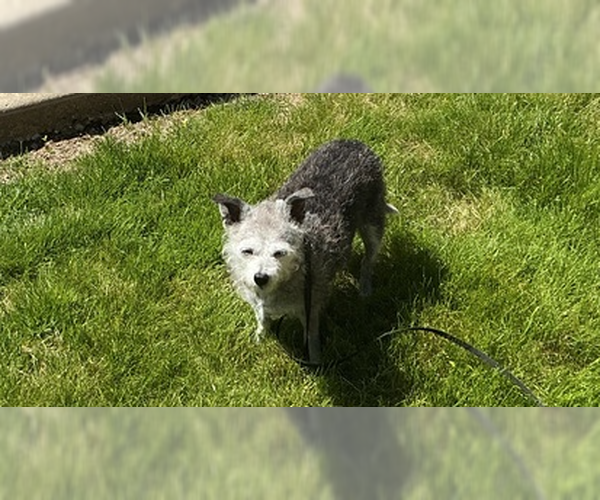 Medium Photo #3 Chihuahua-Unknown Mix Puppy For Sale in Springdale, PA, USA