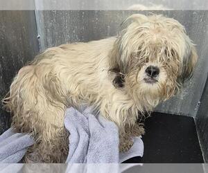 Shih Tzu-Unknown Mix Dogs for adoption in San Antonio, TX, USA