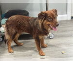 Small #2 Australian Shepherd Mix