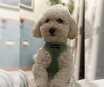 Small Photo #1 Bichpoo-Poodle (Miniature) Mix Puppy For Sale in LOS ANGELES, CA, USA