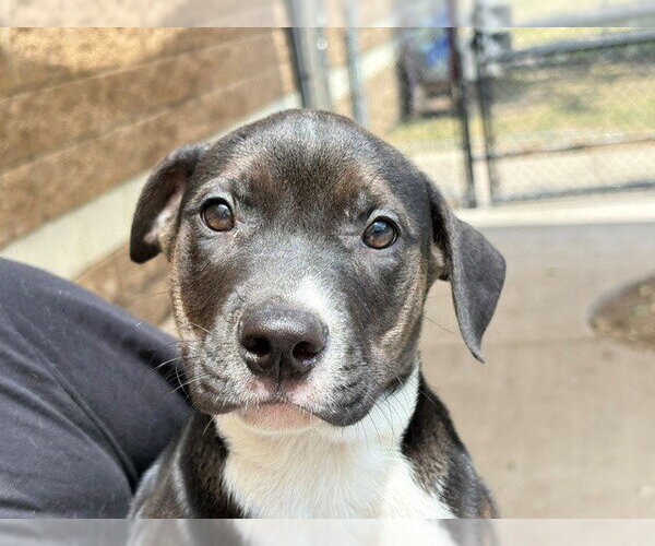 Medium Photo #1 Mutt Puppy For Sale in Tulsa, OK, USA