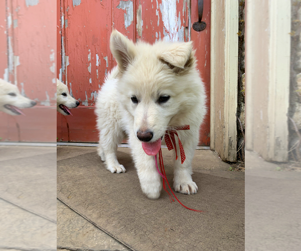 Medium Photo #29 German Shepherd Dog Puppy For Sale in WASHINGTON, NJ, USA