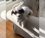 Small #6 Hava-Apso