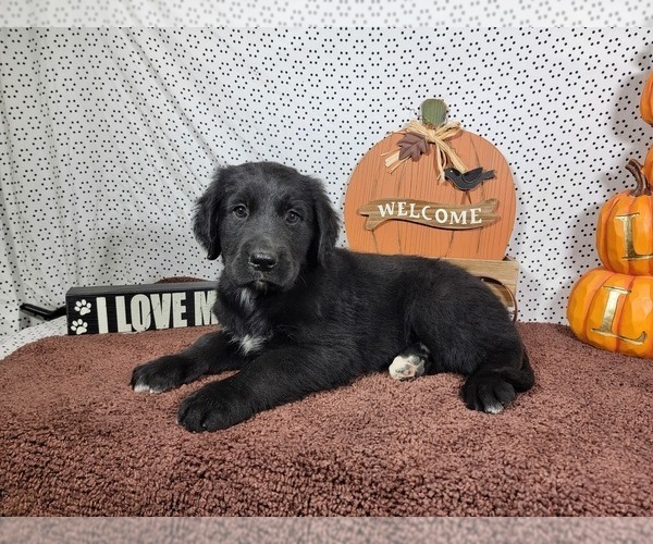 Medium Photo #10 Golden Mountain Dog Puppy For Sale in BLACK FOREST, CO, USA