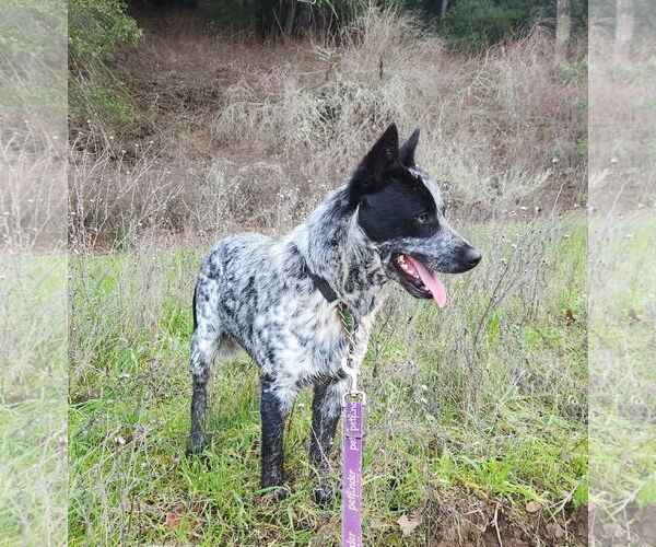 Medium Photo #1 Mutt Puppy For Sale in Paso Robles, CA, USA