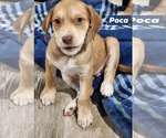 Small #1 Catahoula Leopard Dog Mix