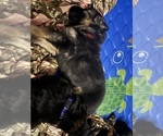 Puppy Red boy German Shepherd Dog