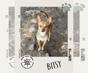 Chihuahua Dogs for adoption in Princeton, British Columbia, Canada