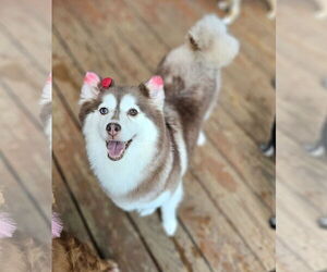 Huskies -Pomeranian Mix Dogs for adoption in Lebanon, PA, USA