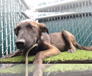Labrador Retriever-Unknown Mix Dogs for adoption in Downey, CA, USA