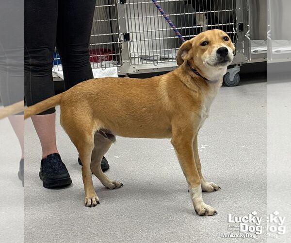 Medium Photo #3 Retriever -Unknown Mix Puppy For Sale in Washington, DC, USA