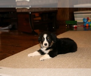 Australian Shepherd Puppy for sale in FREDERICKSBG, OH, USA