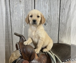 Golden Retriever Puppy for sale in PEEBLES, OH, USA