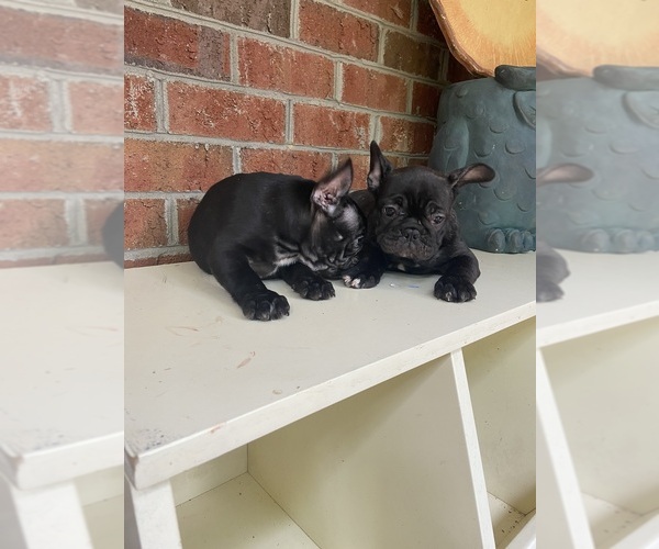 Medium Photo #15 French Bulldog Puppy For Sale in CLEVELAND, NC, USA