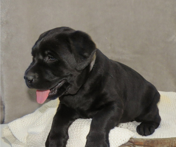 Medium Photo #4 Labrador Retriever Puppy For Sale in MILLERSBURG, OH, USA