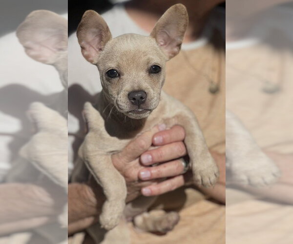 Medium Photo #1 French Bullhuahua Puppy For Sale in Dana Point, CA, USA