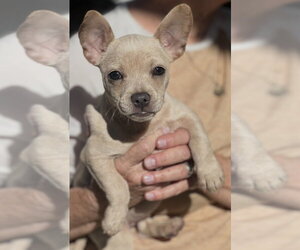 French Bullhuahua Dogs for adoption in Dana Point, CA, USA