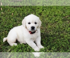 English Cream Golden Retriever Puppy for sale in KEYSTONE HEIGHTS, FL, USA