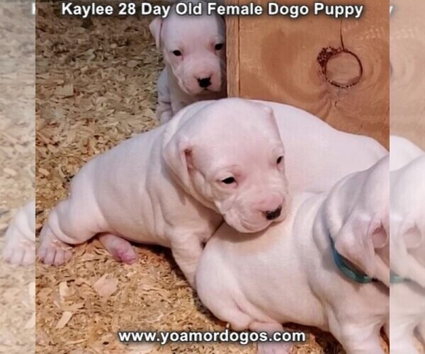 Medium Photo #37 Dogo Argentino Puppy For Sale in JANE, MO, USA