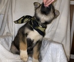 Small Photo #2 Bernedoodle-Siberian Husky Mix Puppy For Sale in CHICOPEE, MO, USA