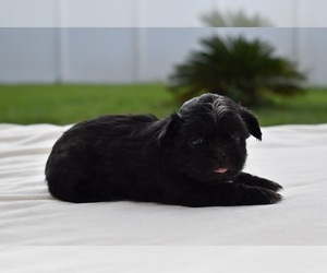 Shih Tzu Puppy for sale in PALM COAST, FL, USA