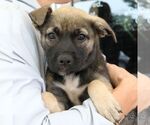 Small #3 Mutt