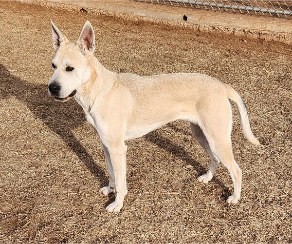 Medium Photo #9 American Pit Bull Terrier-German Shepherd Dog Mix Puppy For Sale in Clinton, OK, USA