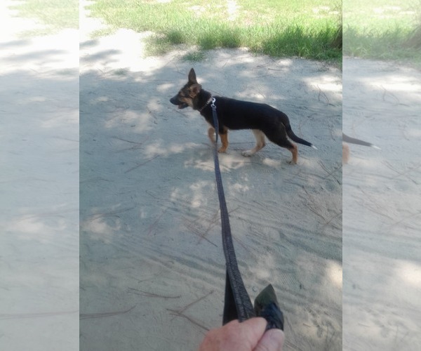 Medium Photo #4 German Shepherd Dog Puppy For Sale in La Grange , NC, USA