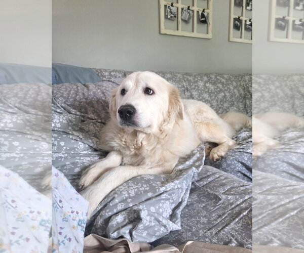 Medium Photo #4 Great Pyrenees-Unknown Mix Puppy For Sale in Thomasville, NC, USA