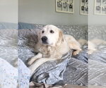 Small #3 Great Pyrenees Mix